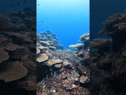 Coral reef of Nakijin, dragon cave dive my favorite dive site in Okinawa