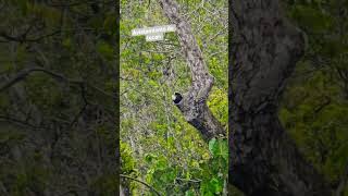 Tucan Guaviare #viral #tucanal #tucan