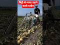 मिट्टी से प्याज उठाने वाली मशीन #agriculture #viral #viralvideo