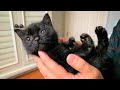 Wobbly Kitten With Silent Meow Is So Precious And Super Cute After Rescued