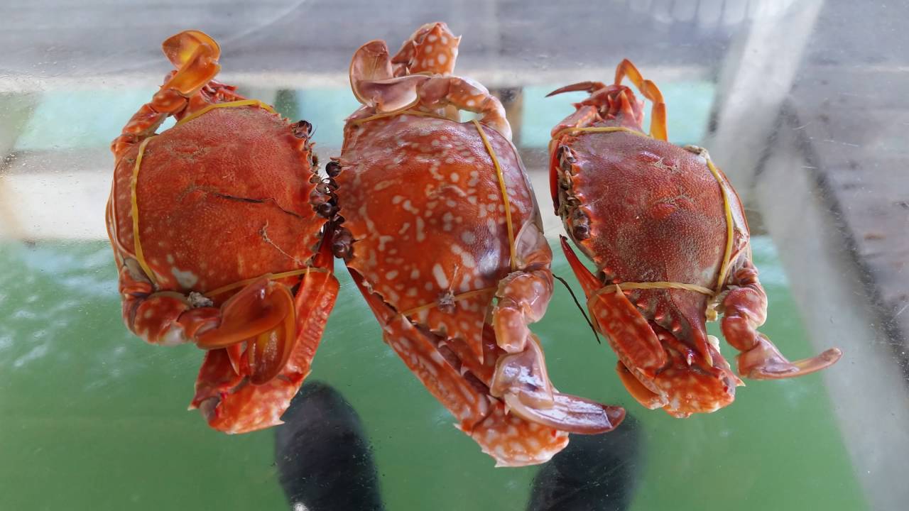 ผลการค้นหารูปภาพสำหรับ กินปูห้อยขา บ้านเกาะเตียบ ชุมพร