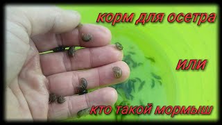 Корм для осетра Или кто такой мормыш.