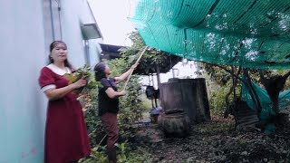Picking longan with mom in the morning