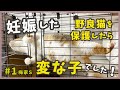 1 偶然に保護した野良猫は変な子で、数日後に可愛い赤ちゃんを生みました。【梅家S・梅ママ参上】
