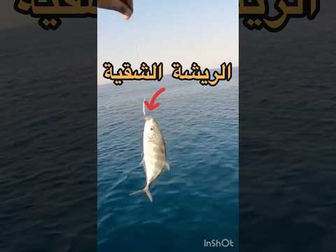 الريشة الشقية مبتهزرش