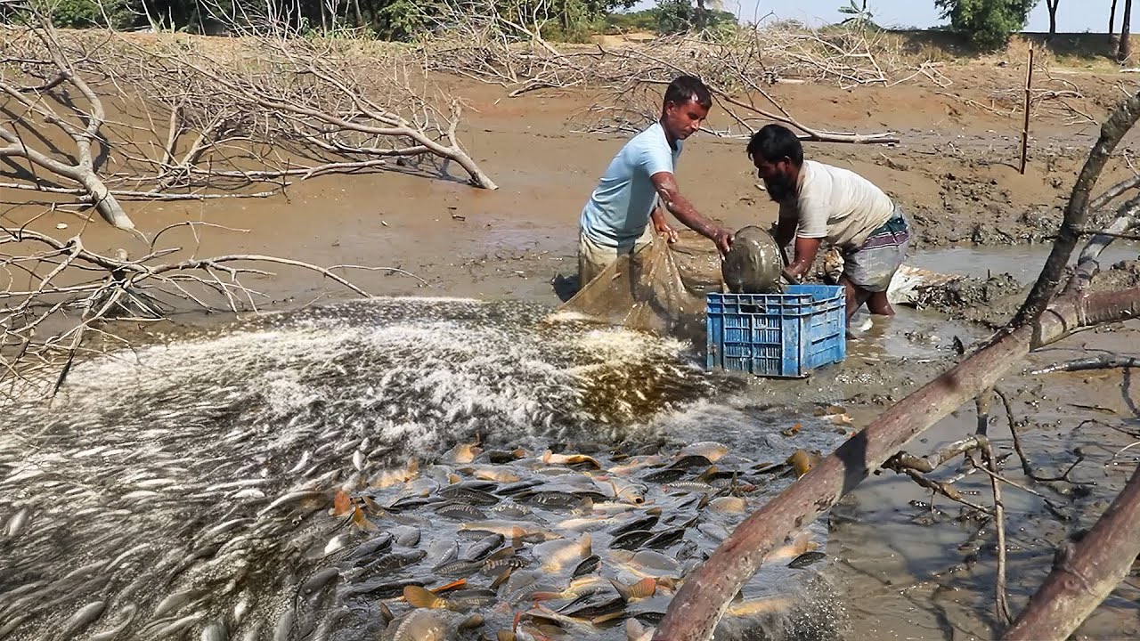 Village people catching fish from the mud | Global Outdoor Fishing