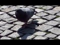 Pigeon walking around in the city centre