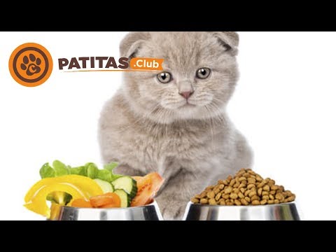 Video: Qué Hacer Con Un Gato Que Es Quisquilloso Con La Comida