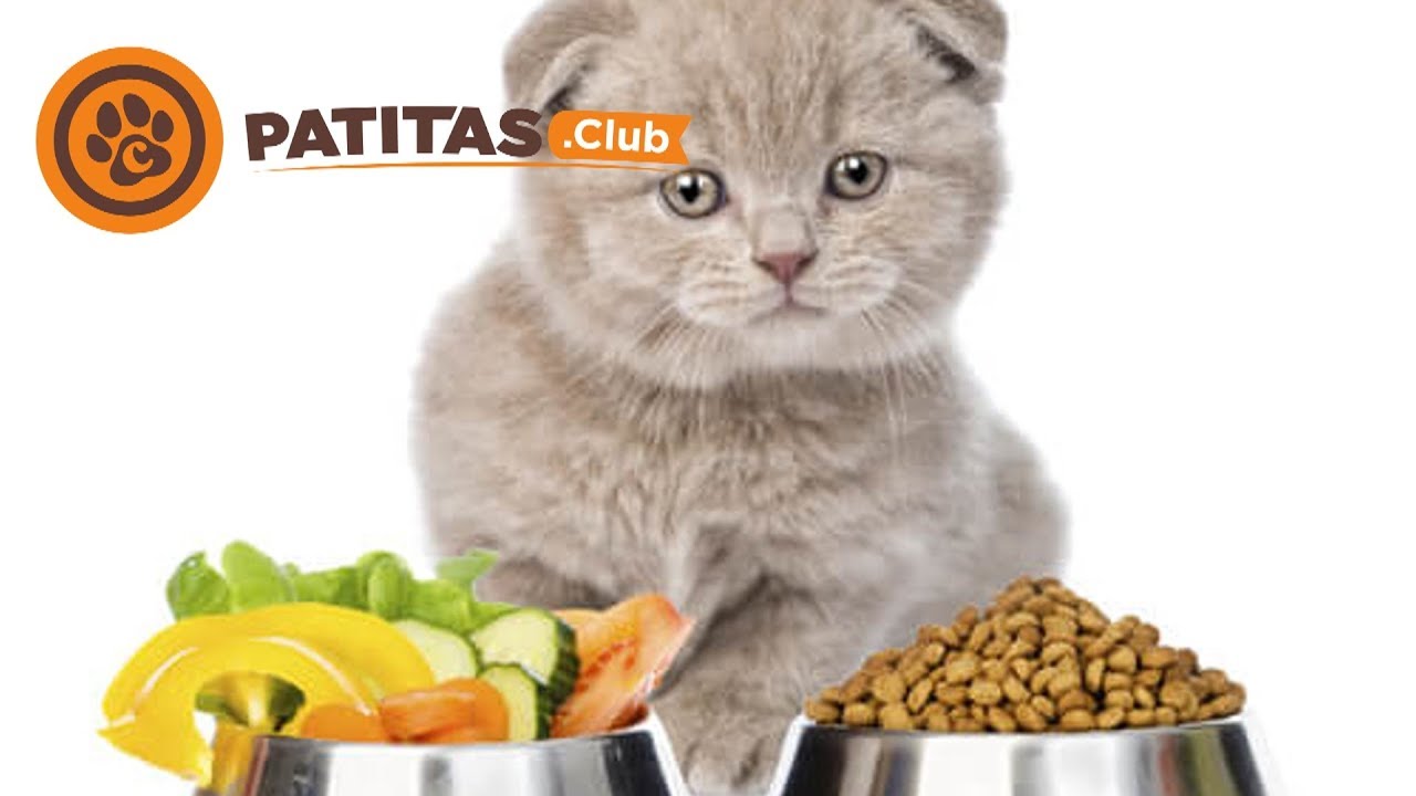 Можно ли кормить котенка взрослым кормом. Еда для кошек. Еда для котят. Котенок кушает. Натуральное питание для котов миска.