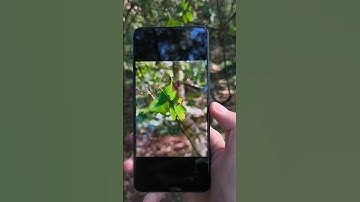 Poco X7 Pro Camera Test In Nature #xiaomi #poco #smartphone #tech