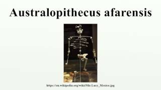 Australopithecus afarensis