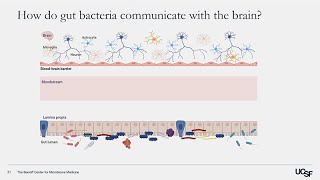 Microbes and Mental Health - Mood-Enhancing Effects of Gut Microbes