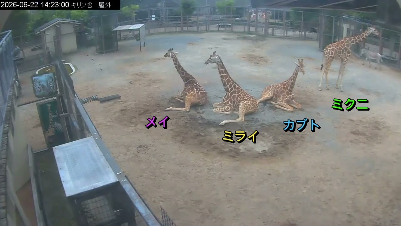 狐竜丸 - 刺無し - キリン台 キリン座って立つ20260622e - YouTube