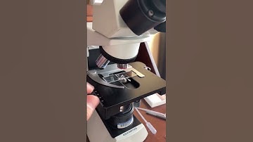 Avocado 🥑 under the microscope is amazing #biology #biologist #microscope #microscopy #avocado