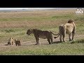 Marsh Pride of Lions With Cubs And Two Bila-Shaka Males