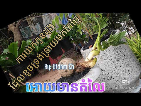 ការយកដើមដូងដែលខូចទ្រង់ទ្រាយមកច្នៃអោយមានតំលៃ