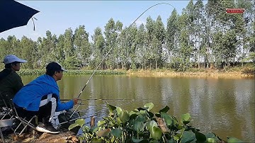 Mùa đồng câu cá rô phi sông tự nhiên bắt đầu khó khăn