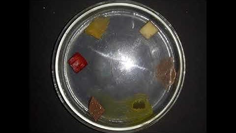 Blob - Expériences "Cafétéria" sur gélose - Timelapse