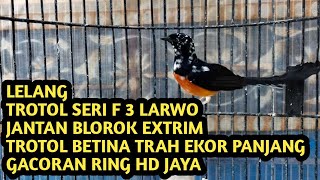 LELANG TROTOL SERI F 3 LARWO DAN BLOROK EXTRIM, DAN BETINA EKOR 17 CM