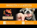 MI CACHORRO ME MUERDE!! SOLUCIÓN!