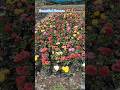 🌸 Mere Garden Ka Sukoon | Rang Birange Phool ❤️#homegarden #flowers #shortvideo