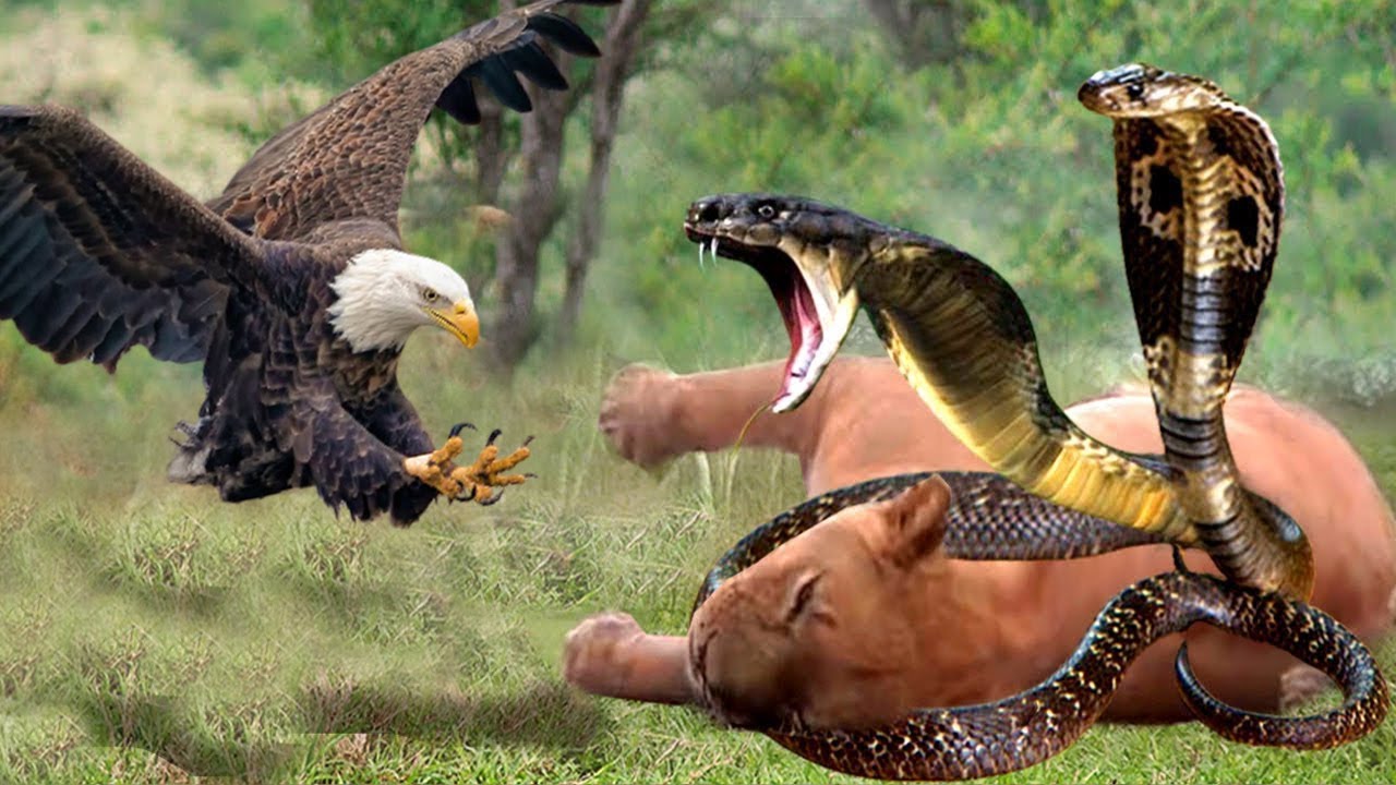Cobra Squeezes The Lion To Death, The Eagle Is Angry To Avenge The Lion