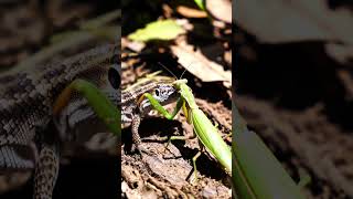 Lizard vs Praying Mantis: A Tense, Wild Encounter