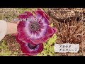 【ガーデニング】#191 アネモネチョコレートを地植えにしました my favorite plants #シックな色