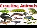 Crawling Animals Name in English | Learn Snake, Turtle, Lizard &amp; More | Kids Learning Video Kids 
