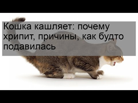 Кошка кашляет: почему хрипит, причины, как будто подавилась