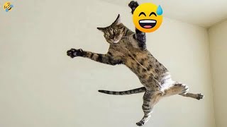 😹😻 Funny Dog And Cat Videos 🤣😻 Best Funny Animal Videos #15