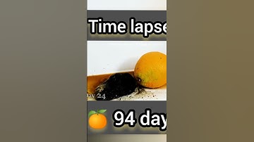 Orange Time Lapse Low vs High Humidity #orange #timelapse #lowvshigh