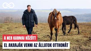 El Akarják Venni Az Állatok Otthonát - A Dharma Állatmenhely A Ner Karmai Között
