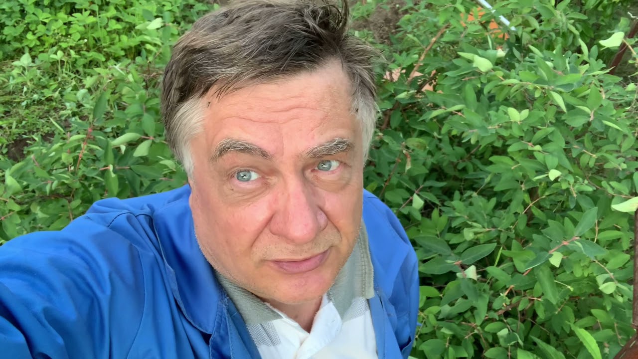 Вредитель жимолости разоблачен и будет уничтожен!