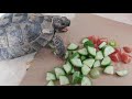 Turtle eating breakfast