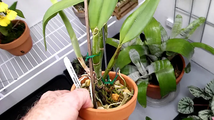 orchids............  deficiency?