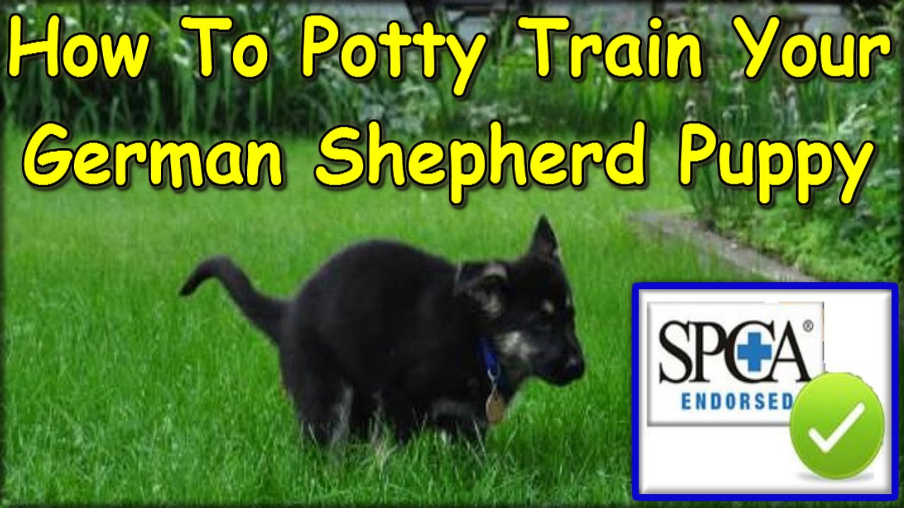 german shepherd puppy training