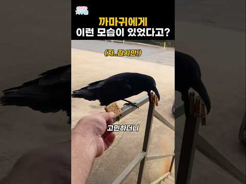 까마귀에게 이런 모습이 있었다고? thumbnail