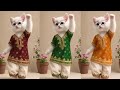 Funny cat videos for kids to watch 😅cute cat videos dance 😽cute Billi funny videos #dancingcat #cat 