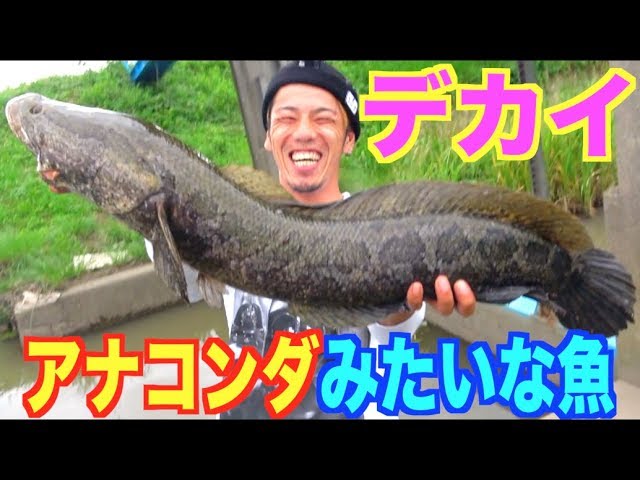 時の怪魚 Japan's Three Most Monster Fish] Matsumoto Yukio takes on