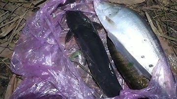 Cắm câu đêm, cá trê khủng, rắn nướng mía giữa đêm khuya😂😂 ông Tuấn vlogs