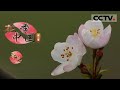 《花季中国》第二季 第二集 梨树花开 满园绣球花 “夏日特饮”茉莉花 超凡脱俗芙蓉花 花美系于心令人赏心悦目！【CCTV纪录】