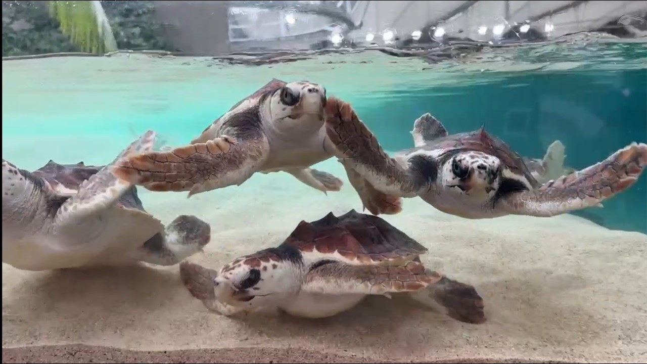 【週末おさかな部】ぬりえテーマ「カメ大集合」🎨🐢vol.179