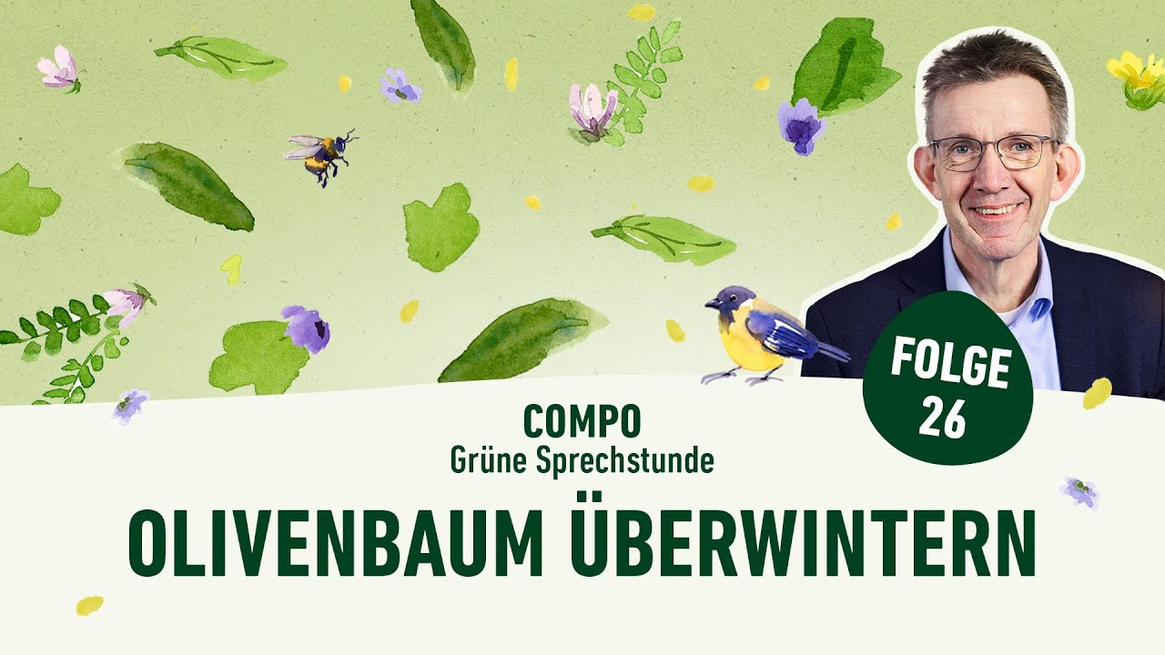 Olivenbaum richtig berwintern | Grne Sprechstunde