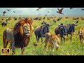 4K African Animals: Hwange National Park -Amazing African Wildlife Footage with Real Sounds in 4K #5