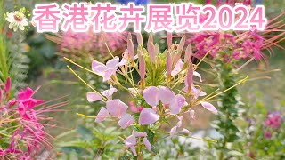 2024.03 (廣東話)醉蝶花 風鈴花吊鐘花 波斯菊 鬱金香香港花卉展覽2024近炮台山站部分:✨滿天星星StarWish✨