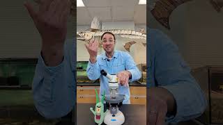 MarineQuest Minutes - Plankton Under a Microscope