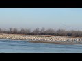 3-26-19 Cranes leaving the Platte River in Woodriver, Ne