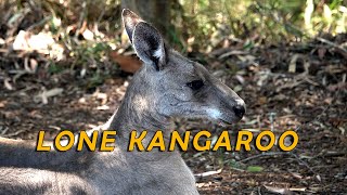 Lone Kangaroo in the bush behind our garden.