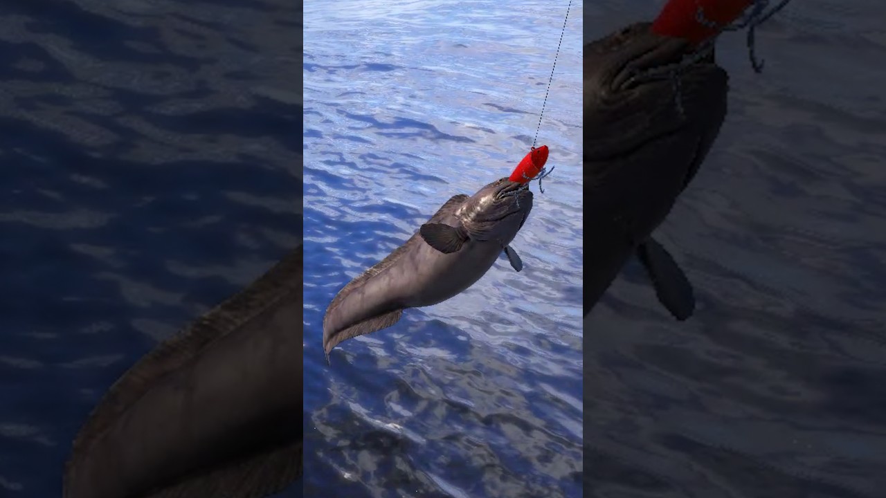 ТРОФЕЙНАЯ ЗУБАТКА СИНЯЯ на НОРВЕЖСКОМ МОРЕ! #shorts #рыбалка #рр4 #рр4трофей